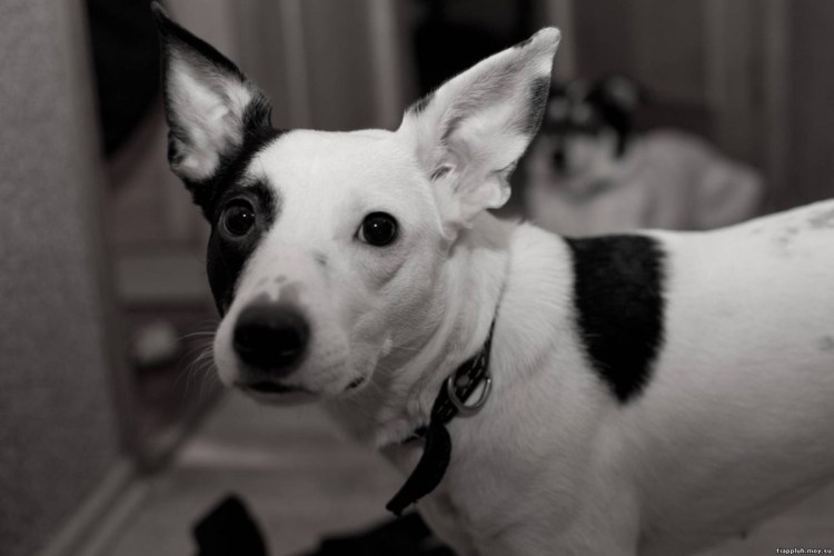 Собака белая с черными пятнами