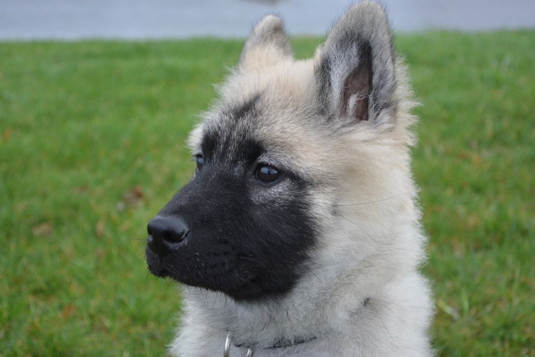 Акита флаффи с черной мордой