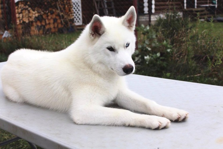 Сибирский хаски белый
