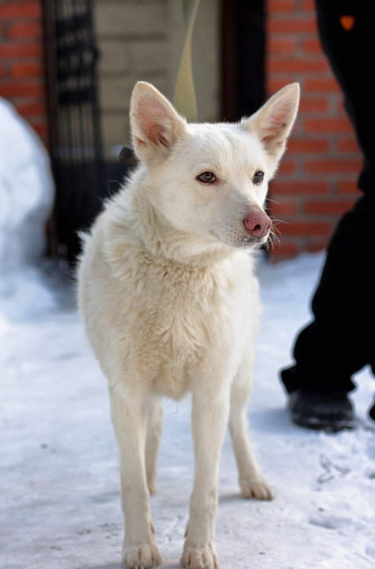 Кремовая короткошерстная метис овчарки