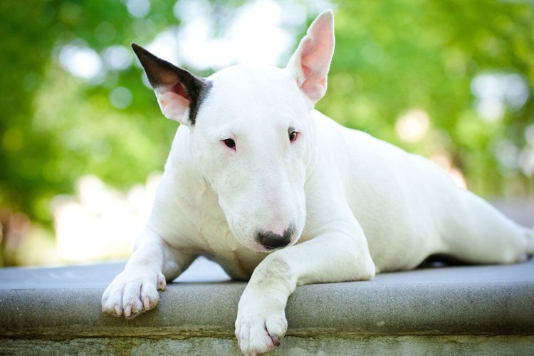 Собака с акульей мордой