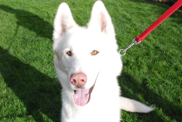 Хаски с розовым носом