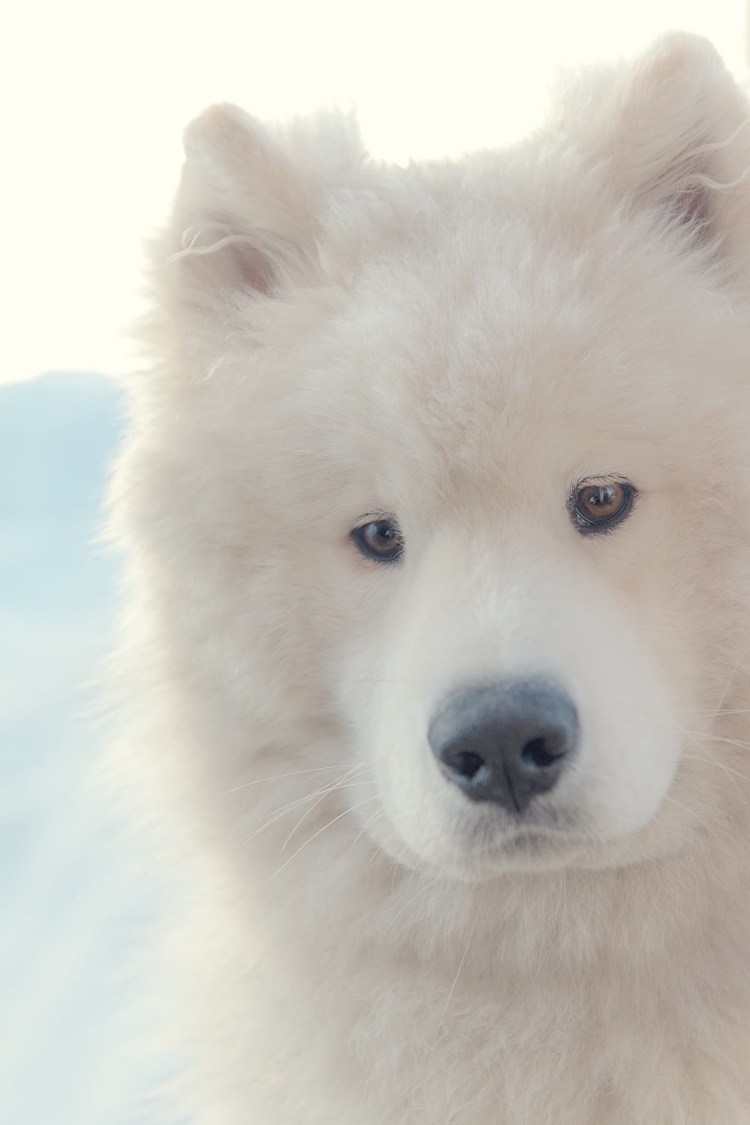 Собака хаски самоед