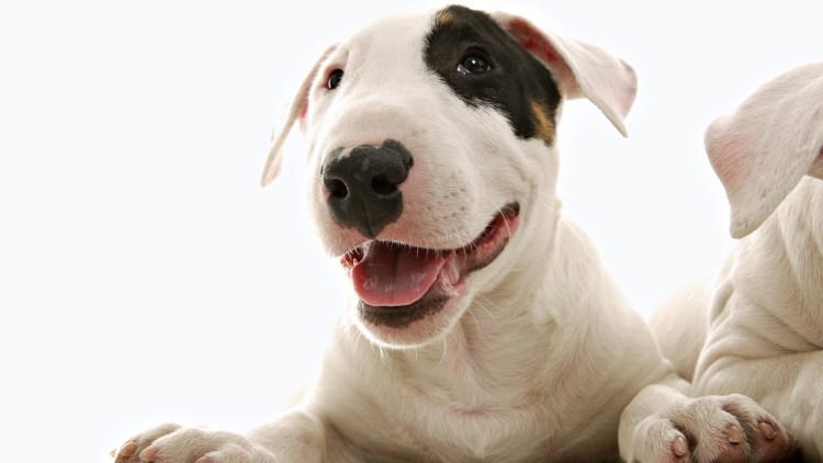 Белый щенок с черным глазом