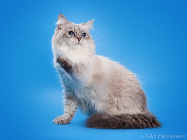 Невская маскарадная кошка голубая