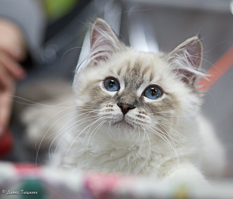 Невская Фестивальная кошка