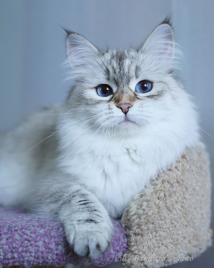 Невская маскарадная кошка