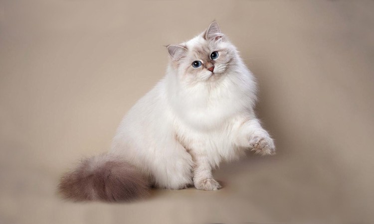 Сибирская Невская маскарадная кошка