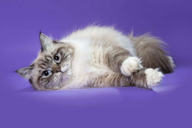 Невская маскарадная кошка