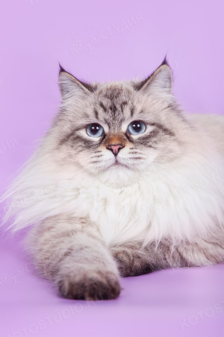 Невская маскарадная кошка