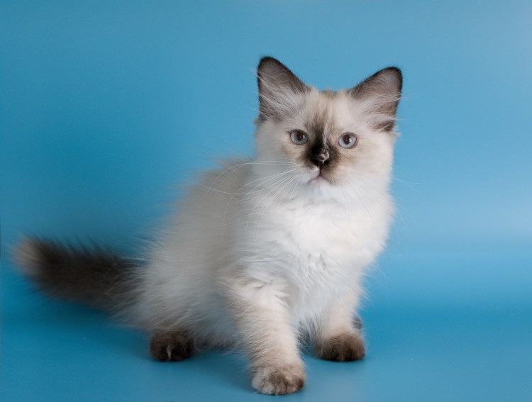 Невская маскарадная