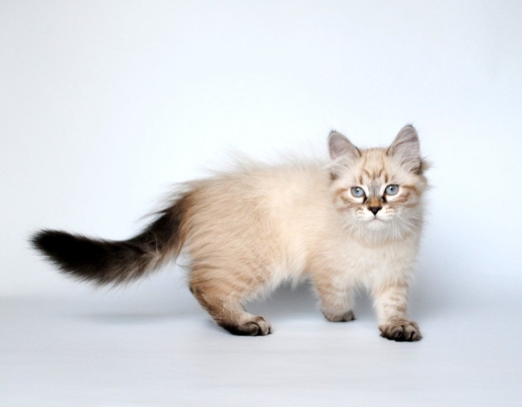 Невская маскарадная кошка