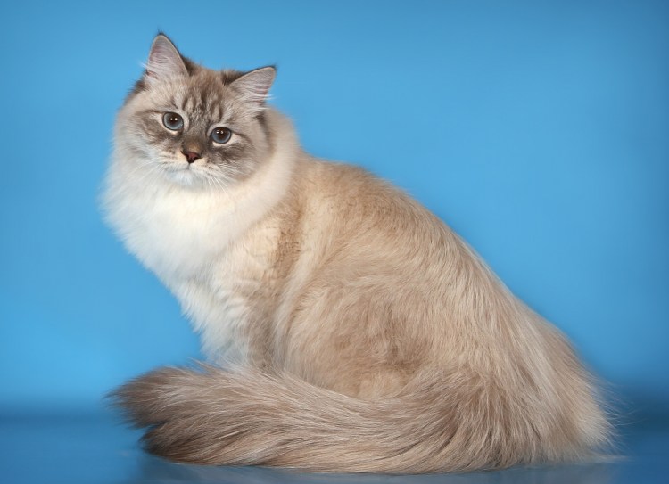 Невская маскарадная кошка