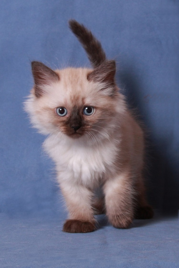 Окрас табби у кошек сибирской породы