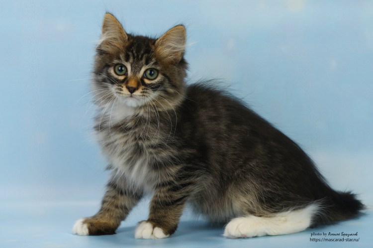 Порода кошек Ориентал