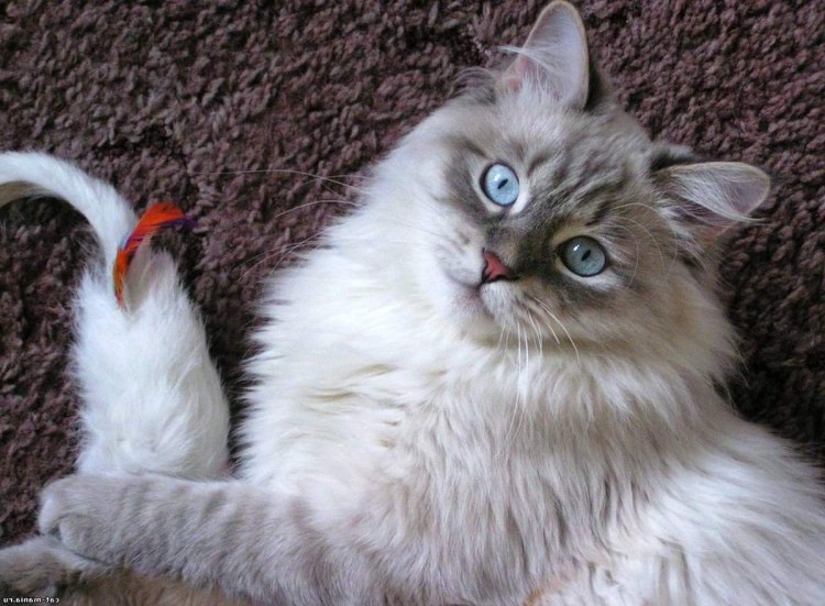 Невская маскарадная кошка