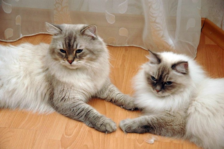 Вес кота Невская маскарадная