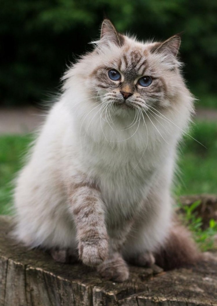 Невская маскарадная кошка