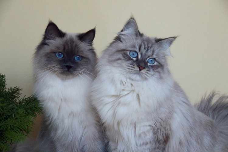 Коты Невская маскарадная