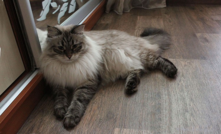 Невская маскарадная кошка