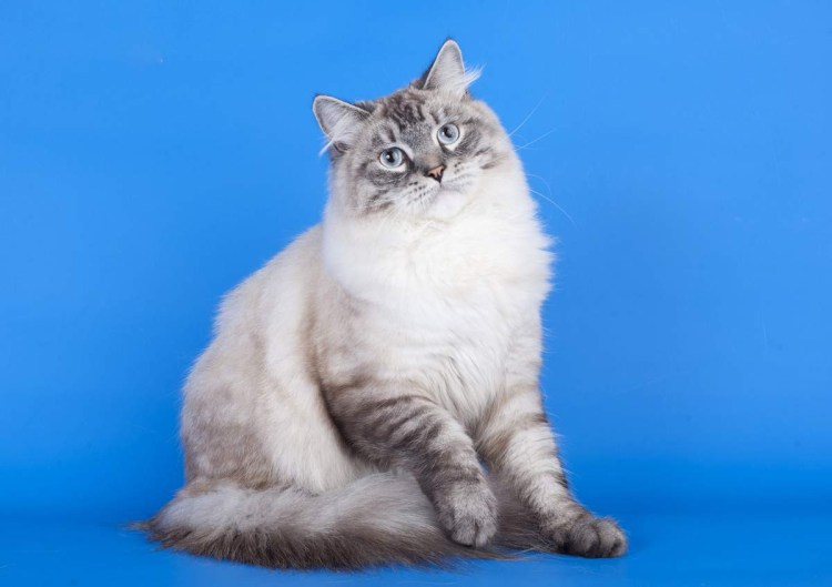 Маскарад Невская маскарадная кошка