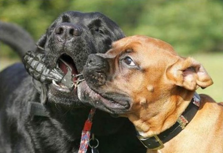 Собака с гранатой в зубах