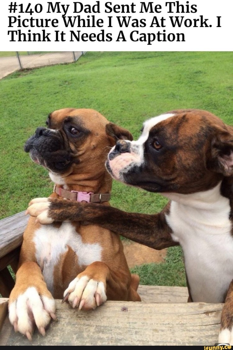 Смешные боксеры собаки