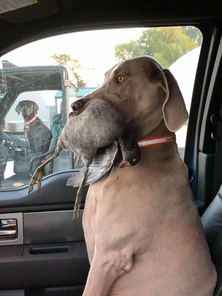 Собака в машине прикол