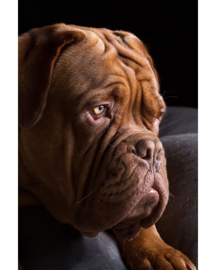 Бордосский мастиф Месси