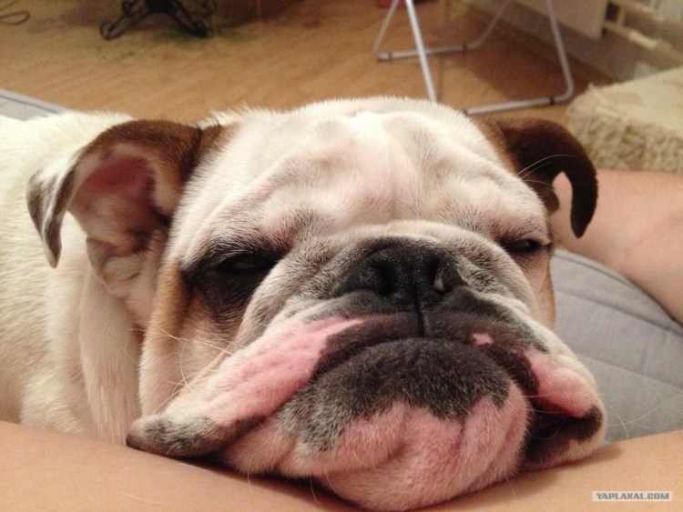 Брыли у бульдога