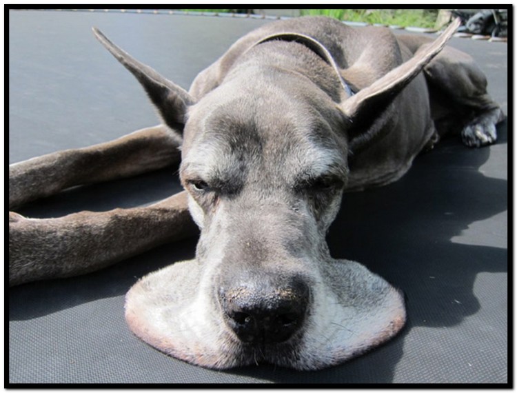 Собака растаяла