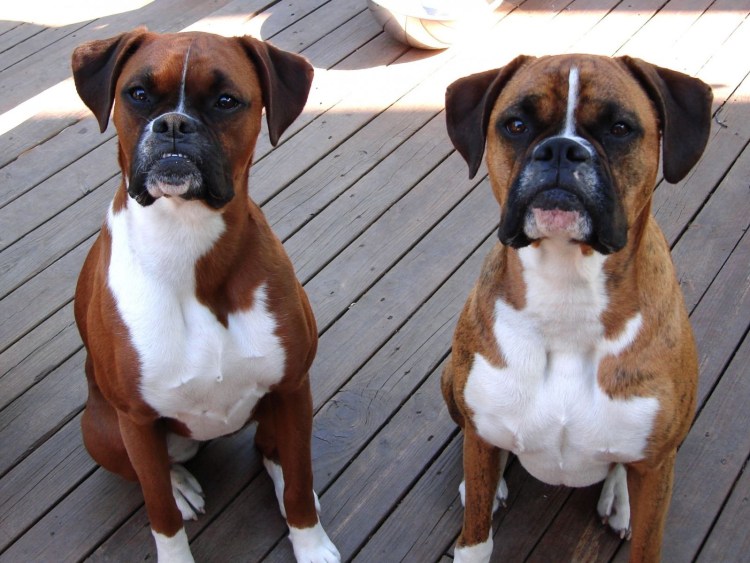 Немецкий боксёр породы собак