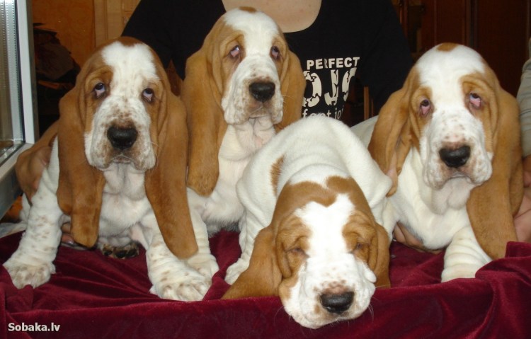 Породы собак брылями фото и описание