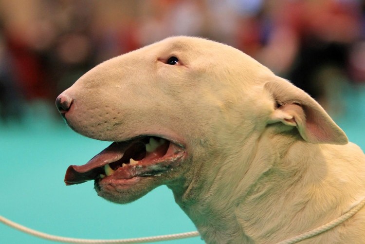 Бультерьер терьер