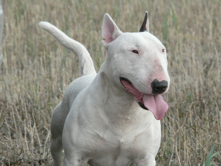 Собака с акульей мордой