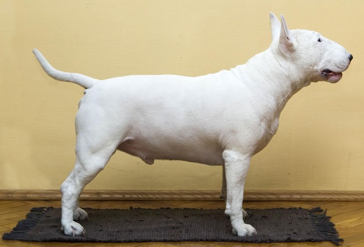 Бультерьер злой Бойцовский