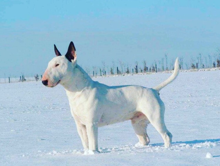 Белый карликовый бультерьер