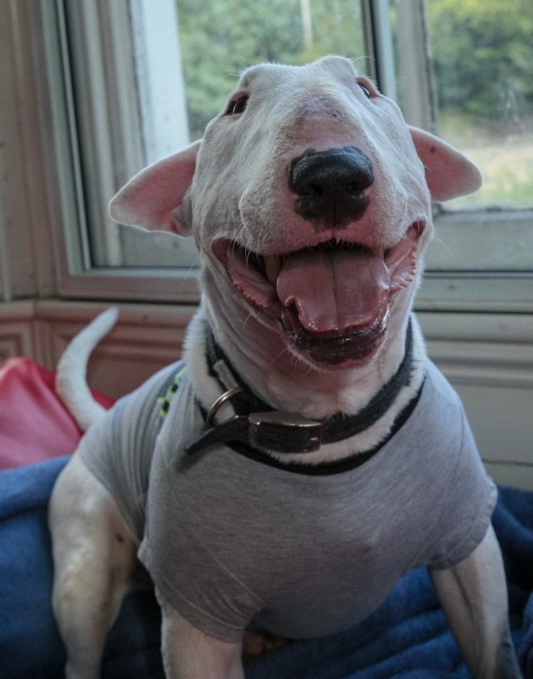 Бойцовский бультерьер щенок