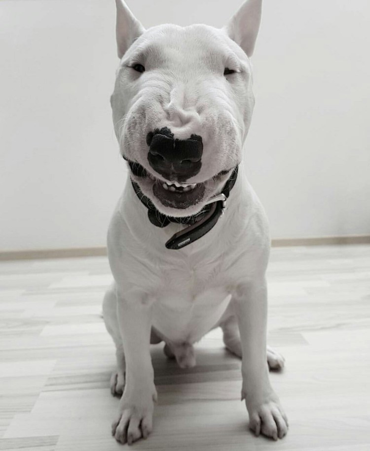 Мини бультерьер белый