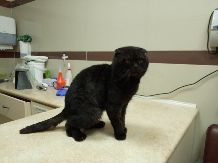 Остеохондродистрофия шотландских вислоухих кошек