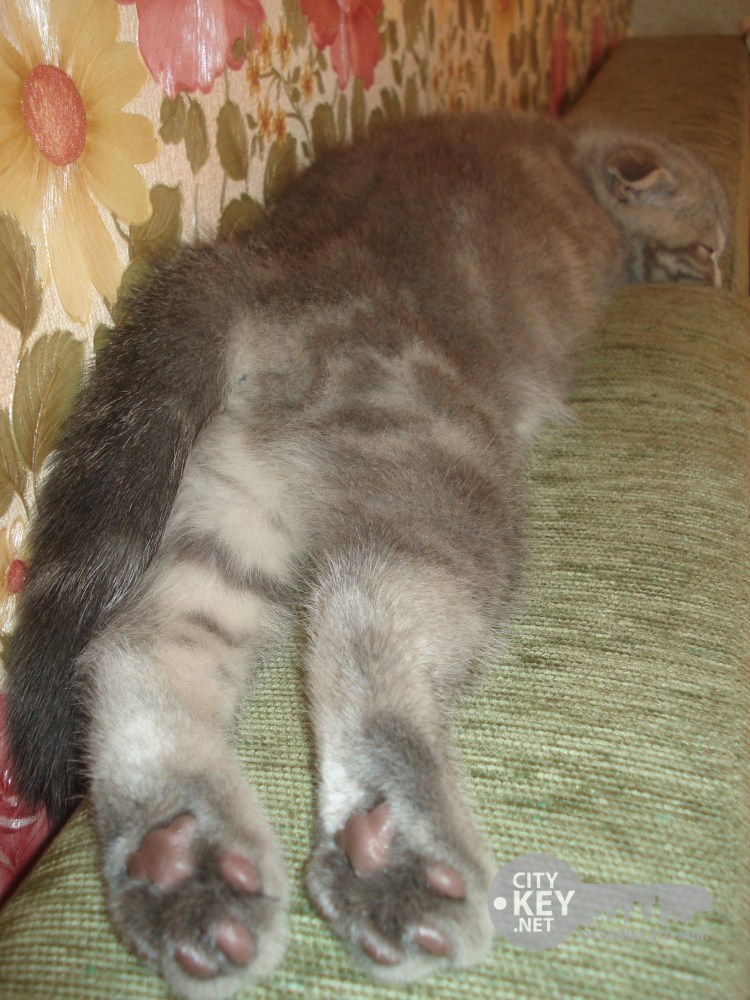 Остеохондродисплазия шотландских вислоухих кошек