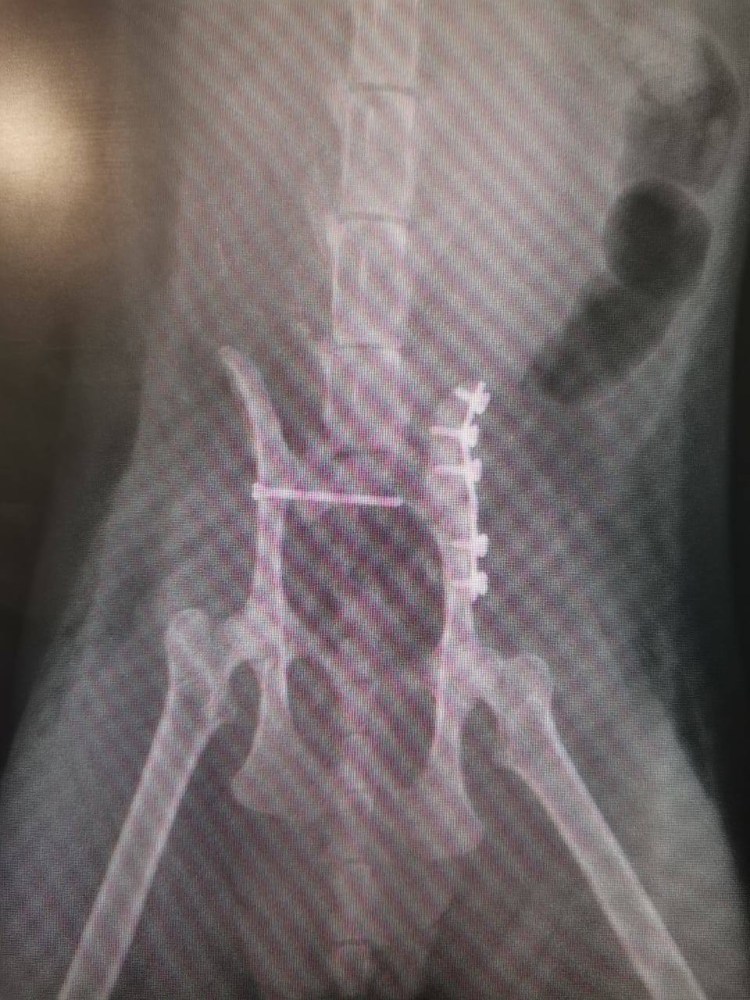 Хондродистрофия шотландских вислоухих кошек