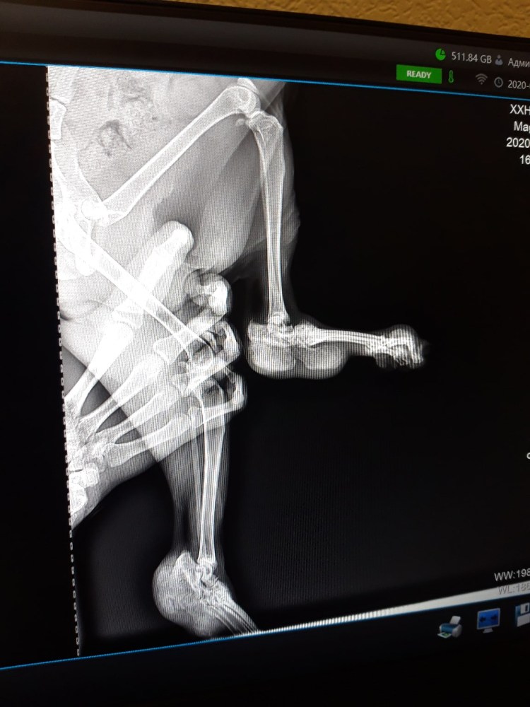 Остеохондродисплазия шотландских вислоухих кошек