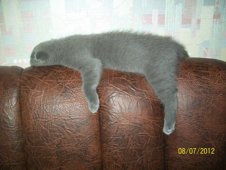 Дисплазия без ядер окостенения