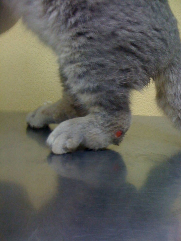 Хондродисплазия шотландских вислоухих кошек