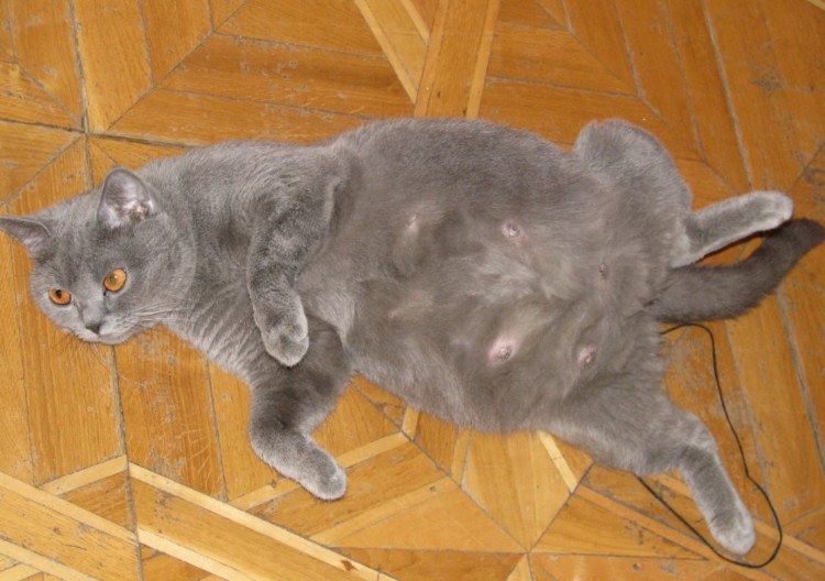 Вирусный перитонит кошек рентген