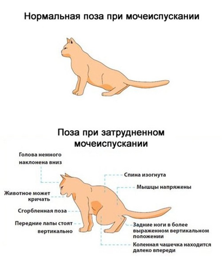 Полезное о котах