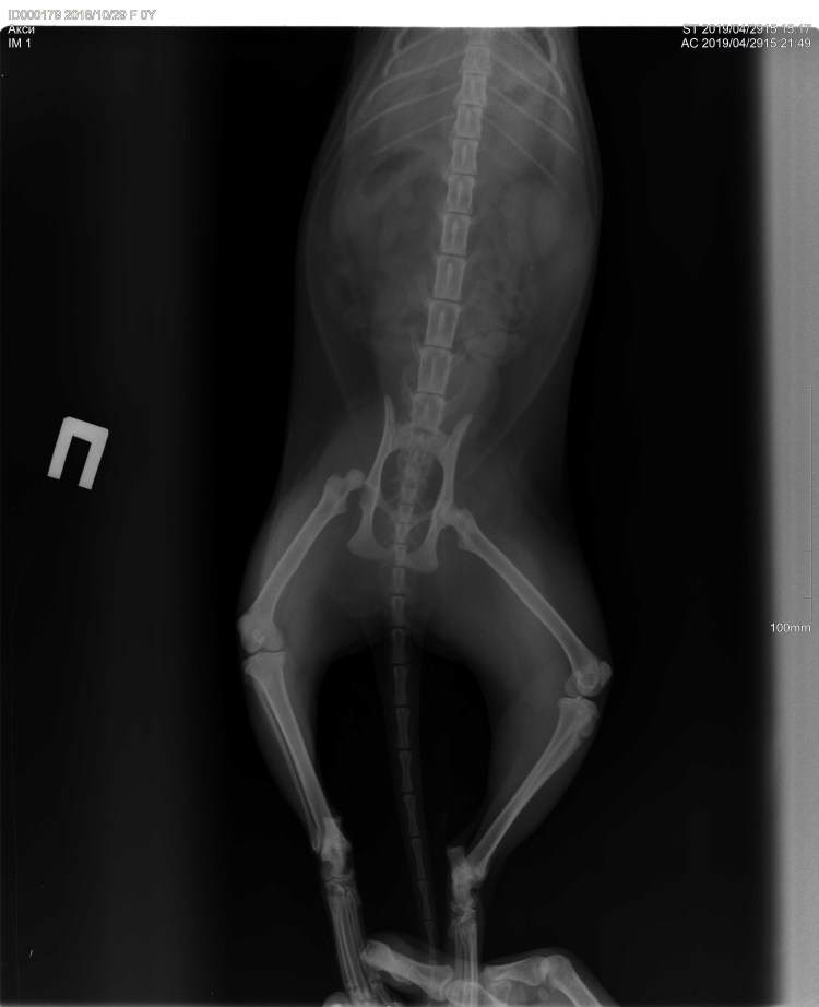 Наросты на лапах у вислоухого кота