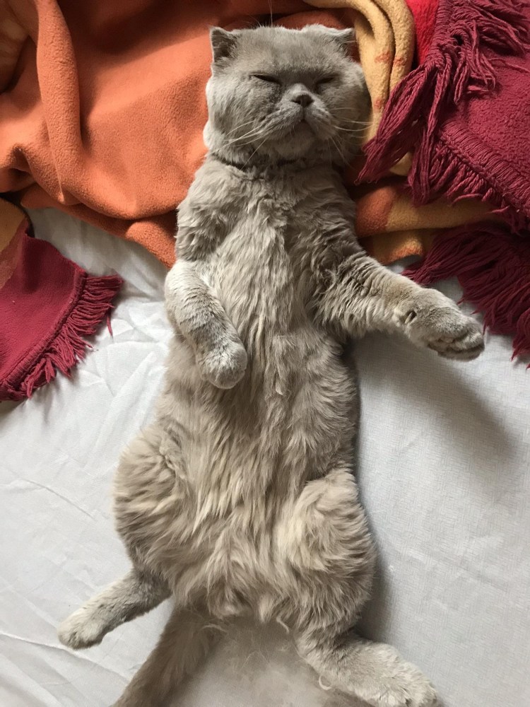 Остеохондродисплазия шотландских вислоухих