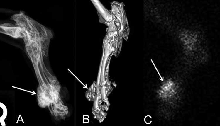 Дисплазия суставов у кошек